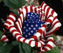 americanflower.jpg