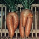 carrot_couple.jpeg
