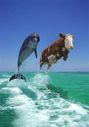 dolphins.jpg