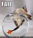 funny-picture-cat-fail.jpg