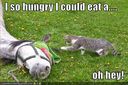 funny-pictures-cat-hungry-for-horse.jpg
