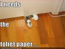 funny-pictures-cat-needs-toilet-paper.jpg