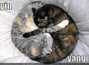 funny-pictures-yin-yang-cats.jpg