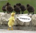 niggaz_duck.jpg