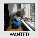 wantedkitty.jpeg