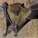batman_wtf.jpeg