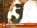 dalecat.jpeg