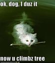 funny-pictures-cat-swimming-fetch-stick.jpg